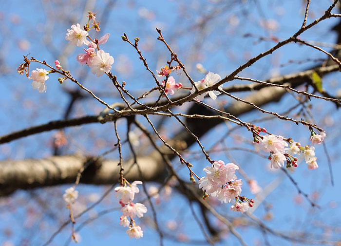 Winter cherry blooming in October in Tokyo, October 2021